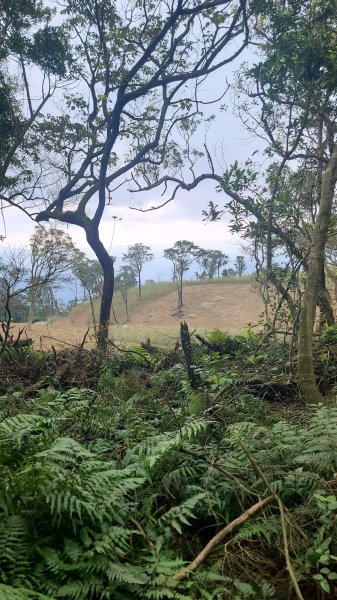 2025-01232淡蘭古道北二段(燦光寮古道到澳底)2696653