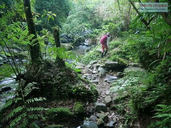 【新北市】龍合橋-番子坑古道西線-小粗坑山-楣子寮尖-番子坑古道東線 O型