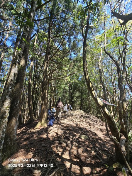 2025-03-22油羅山步道2743428