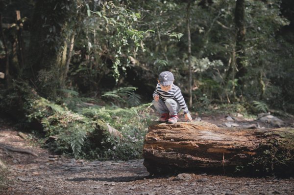 20200310-司馬庫斯神木群步道914310