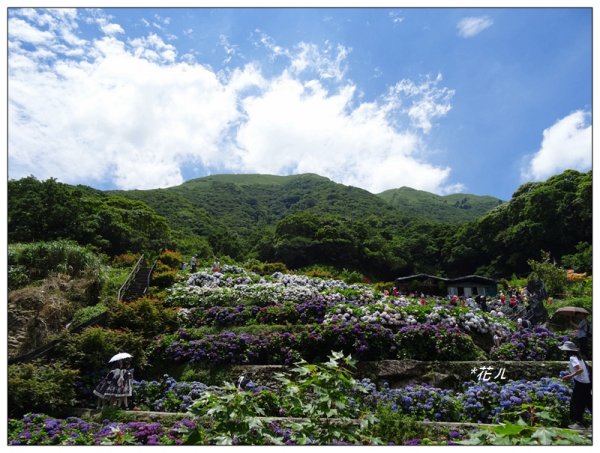 竹子湖/青楓步道986145