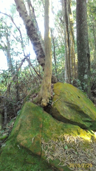 20160229新竹關西蓮苞山,外鳥嘴山31367