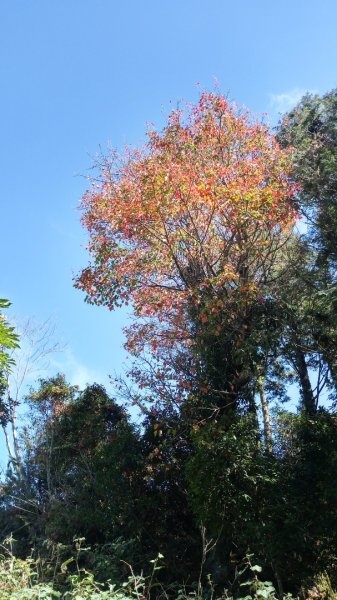 鳶嘴稍來賞楓行663211