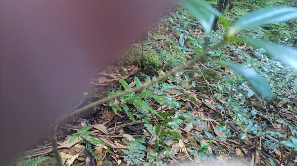 北坑山大板根東洗水山盡尾山東北峰2701684