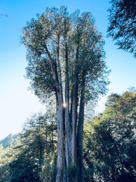 20241230 大雪山神木步道2745389