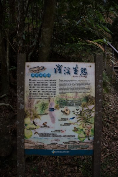 魚池鄉-澀水森林步道之水上瀑布1171968