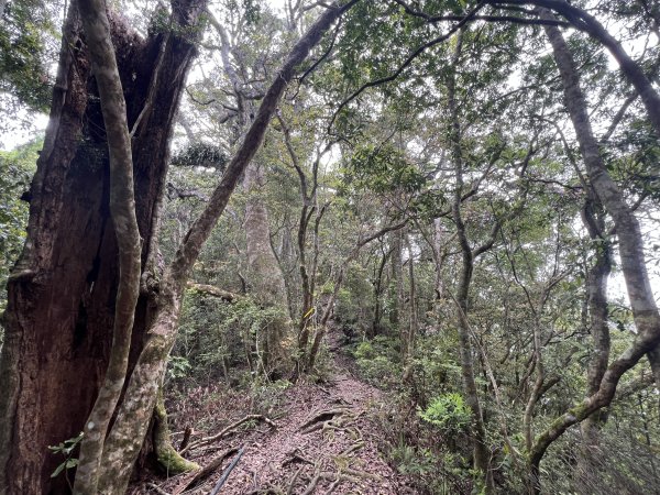 ~  塔  曼  山  ~2782768