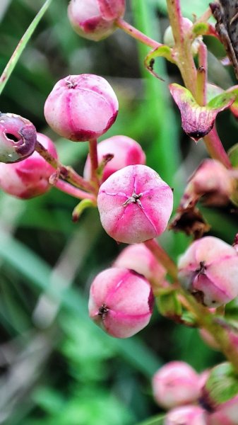 合歡山群峰（南峰、石門山、尖山、東峰）2626802
