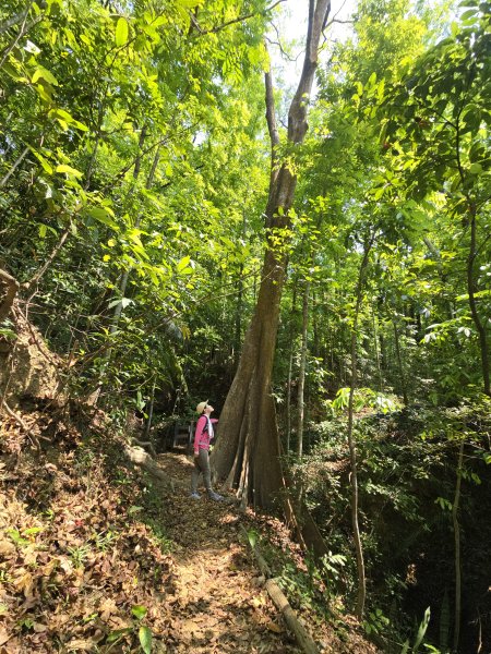 雙溪樹木園>九芎山>九茶山來回2772131