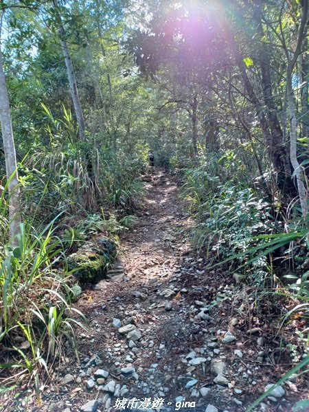 【台中和平】清風徐來蟬鳴聲。 谷關七雄~馬崙山步道2324405