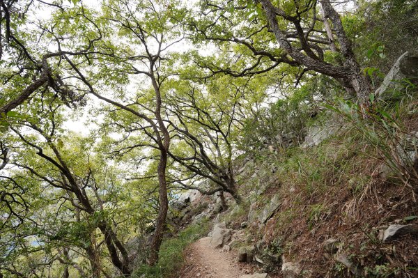 台中 和平 東卯山2674514