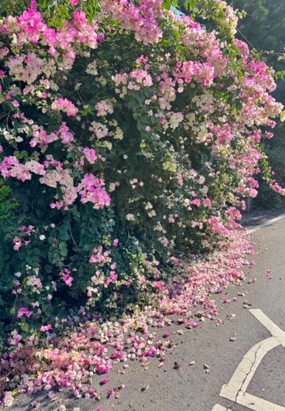 埔里鎮地母廟哲學之路-天旨宮鰲頭山步道走鯉魚潭3009775