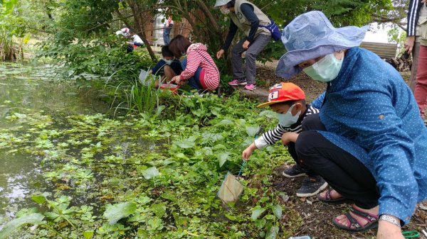 【新聞】五一連假小旅行，到羅東林業文化園區看「夏趴水生生物展」