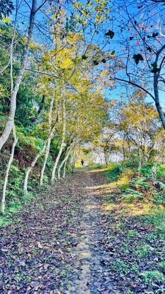 阿蓮五虎兄弟之瑪家三兄妹來回縱走2976172