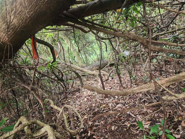 20250419蕩跋山劉家界山老社寮山新富山2936212