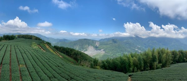 20250816嘉義鼠眉毛O繞