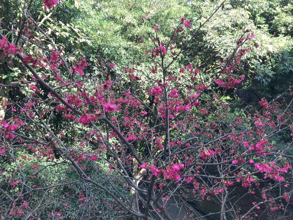 ~ 烘爐地登山步道(南勢角山) ~1626936