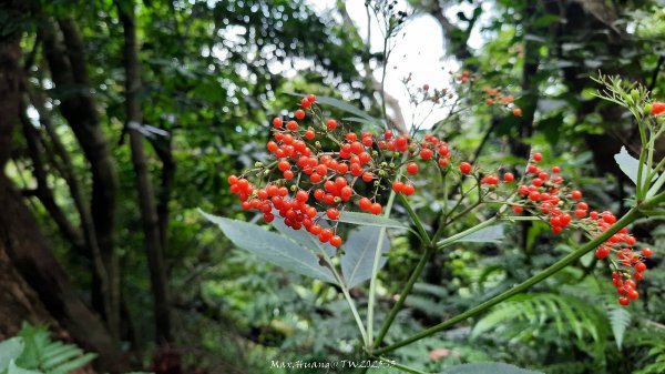 《苗栗》關刀出關｜三義關刀山出關古道(聖關段-苗56)202509052878774