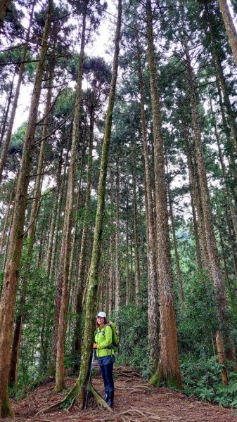 柳杉的國度-油羅山2095583