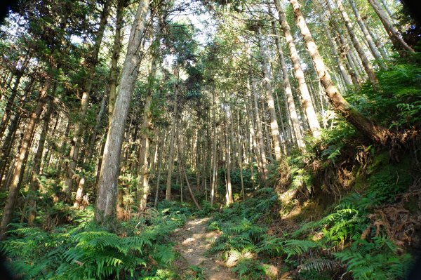 新竹 五峰 鵝公髻山2916833