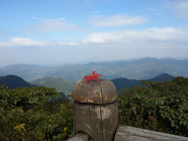 東眼山--紅楓綠柳杉770489