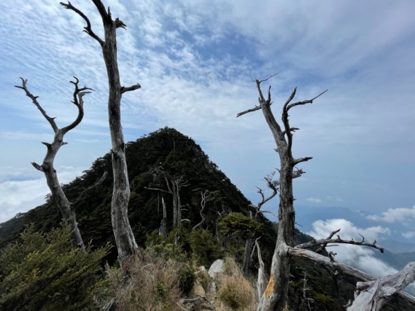 見證最美麗北大武山雲海、鐵杉1319012