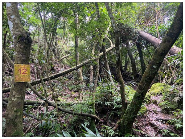 大克山 南稜線A上B下 (卓蘭最高峰)2825487