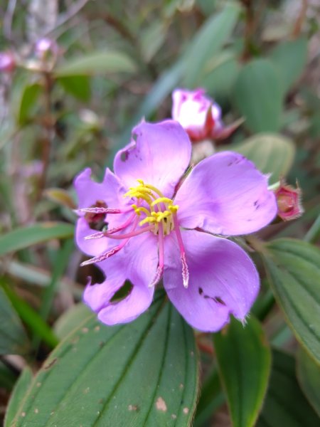 白藍狐貍出狐貍尾/狐貍縱走2796266