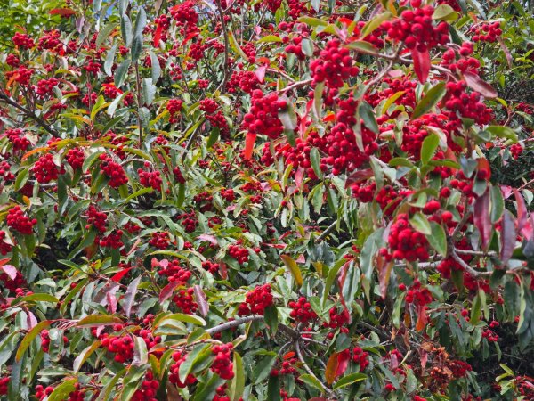 大雪山國家森林遊樂區賞楓／看神木／賞雪白山頭／賞大景2974314