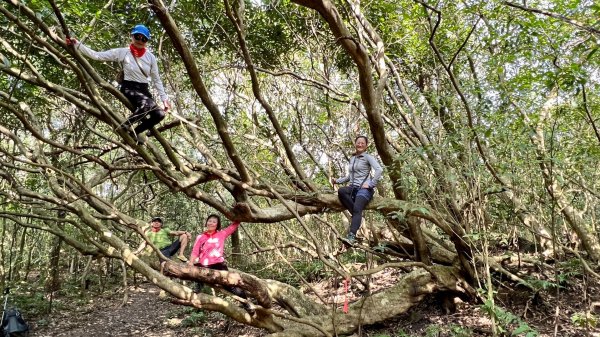 東勢大崙、東勢坑山、觀音湖山O走2986363