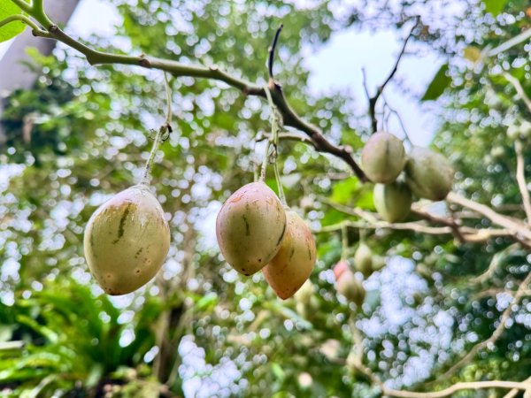 光天高山 - 向天湖山(小百岳32) 小O一圈2876748