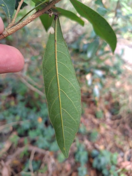 多納六秀 足母山 鬼斧神工一線天 德德山2953039