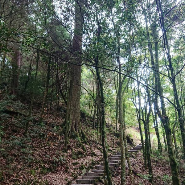 大雪山森林遊樂區-稍來山、天池、神木、森林浴1376480