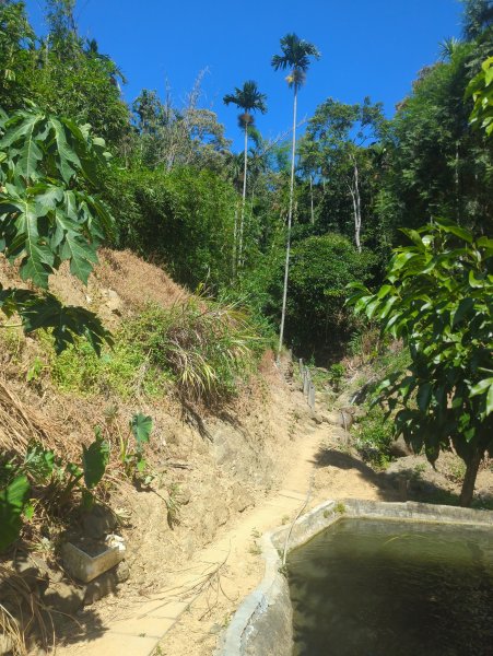 2025.10.18－微笑山線：【天上山系】望月亭桐花段2919554