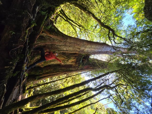 郡大林道19k之郡大神木群二刷～雲海滿出來～2451901