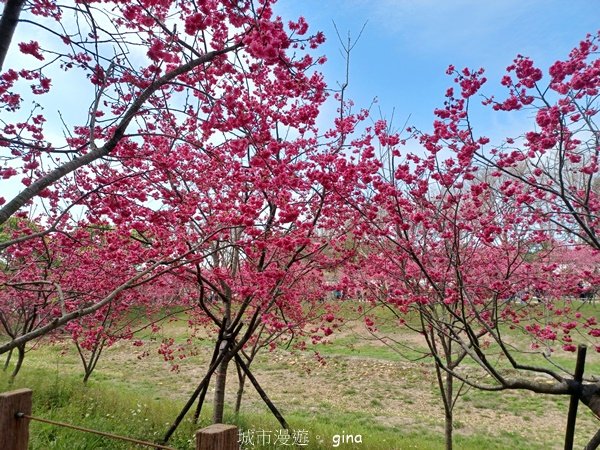 【台中后里】春日賞花。崴立機電櫻花公園2441573