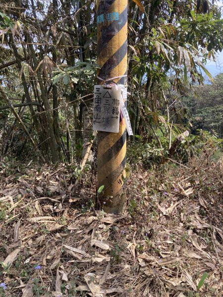 20260214三竹縱走;三腳南山+竹仔尖山3001696