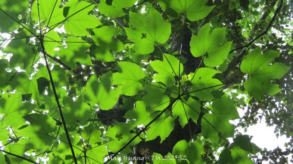 《苗栗》桐花茶園｜四月雪小徑登慈濟山三義山202504272771211