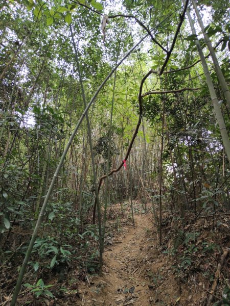 2024.04.14 倒別牛登中坑山飛鳳山O型2922825