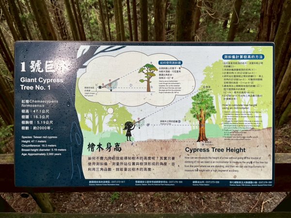 新竹 五峰 觀霧國家森林遊樂區 蜜月小徑+檜山巨木群步道2811462