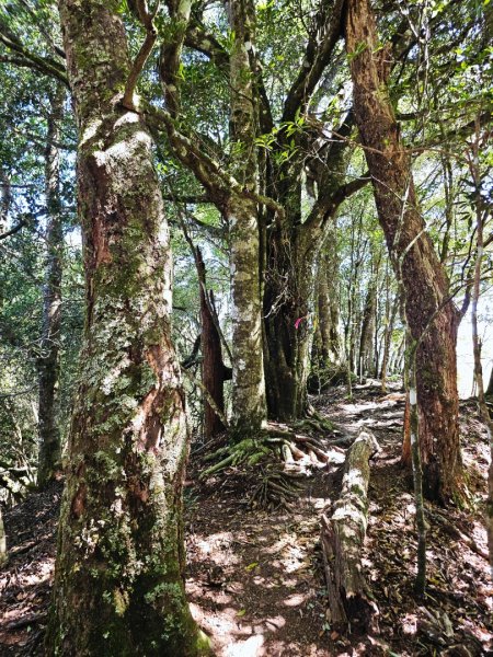 油羅山-2025森遊竹縣皮皮獅探險隊2910098