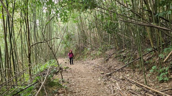 2021-1202 馬那邦山O型1535335