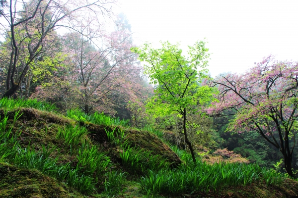 阿里山櫻花 唯美詩韻 ~ 高山+鐵道+神木+湖水 ...265566