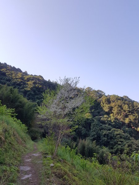 再戰霞喀羅國家步道，養老登山口↹白石吊橋538023