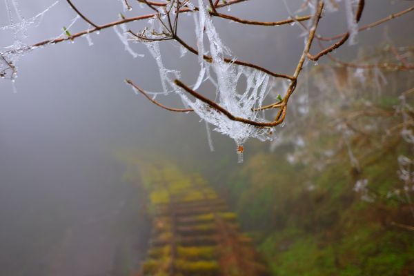 見晴古道..霧淞之美283440