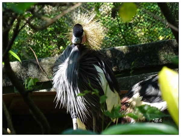 台北市動物園之旅1498043