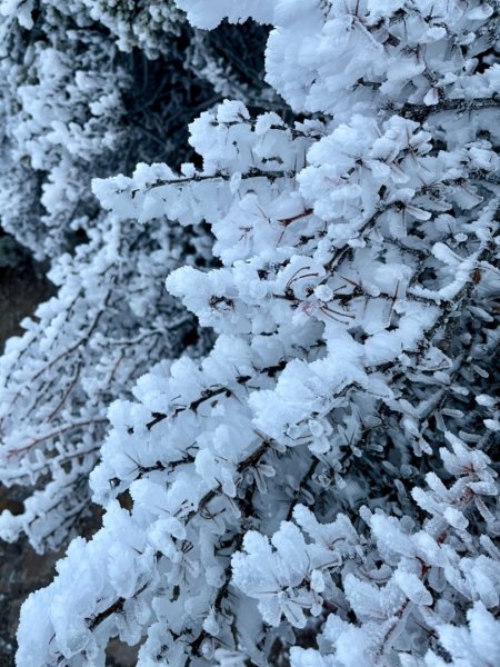 絕美銀白世界 玉山降下今年冬天「初雪」1235930