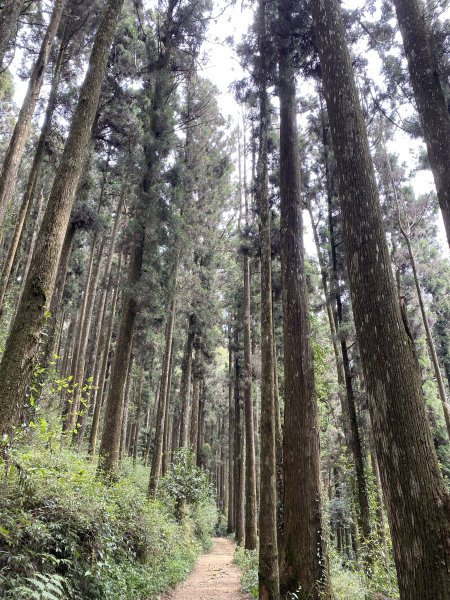 奮起湖大凍山3060267