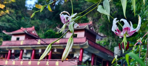 #二格山 #霞光 #日出 #艷紅鹿子百合 #大鳳蝶雄蝶 #紅花石蒜 #彼岸花 8/232867757