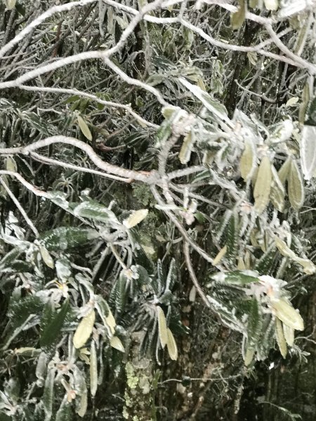 美呆了~雪白內鳥嘴山1253286